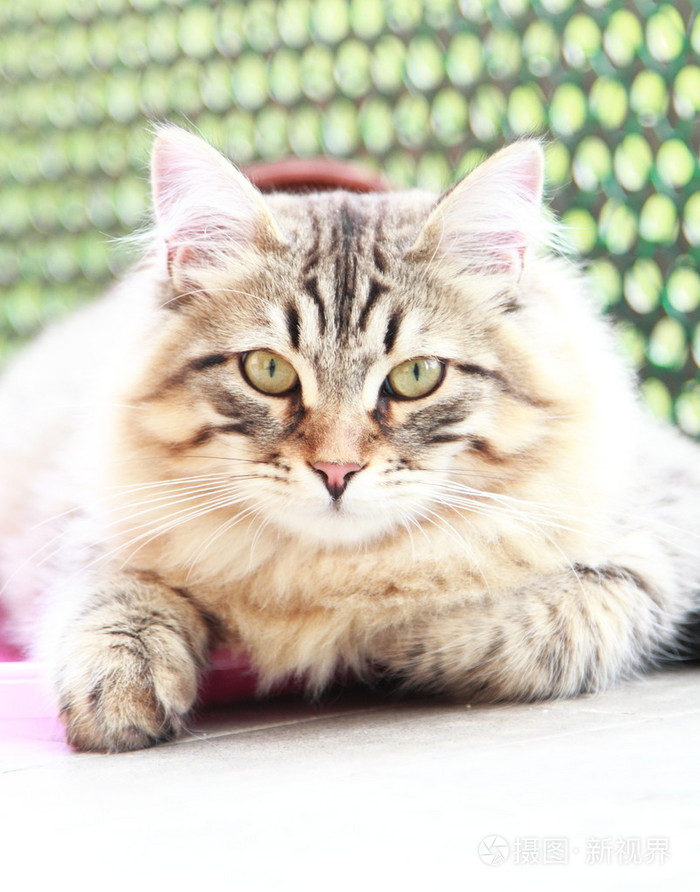 西伯利亚的品种男性的褐色小猫