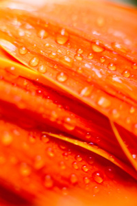 橙花滴