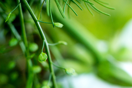 植物的特写