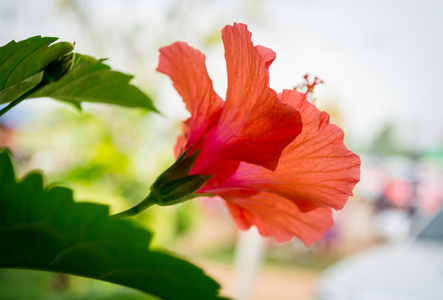 红芙蓉花