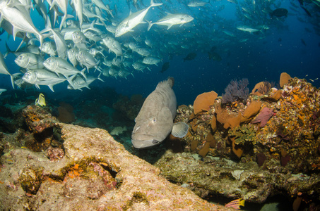 科尔特斯海石斑鱼图片