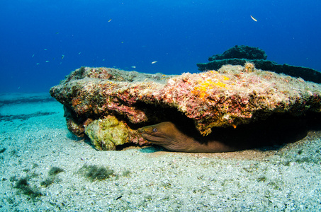 科尔特斯海礁