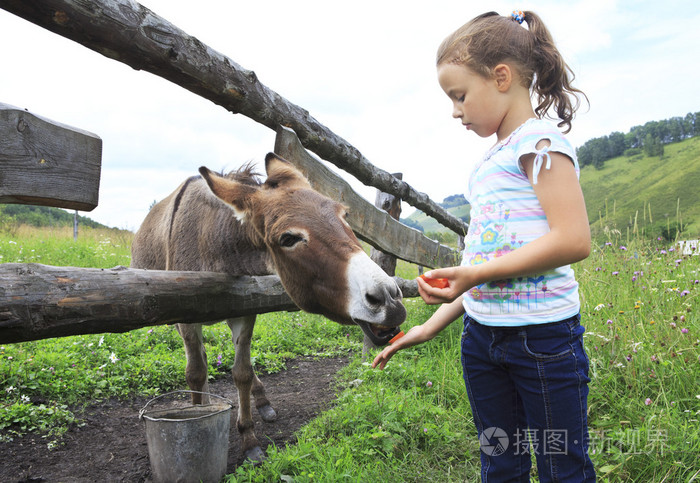 小女孩在给驴胡萝卜