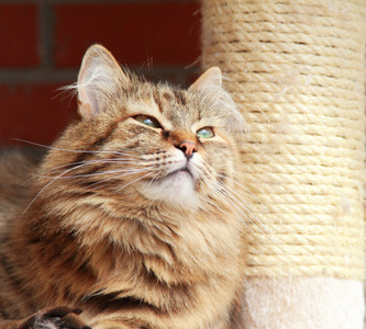 棕色 tortie 猫的皮毛的西伯利亚