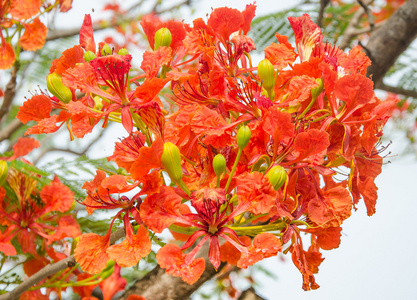 美丽的孔雀花