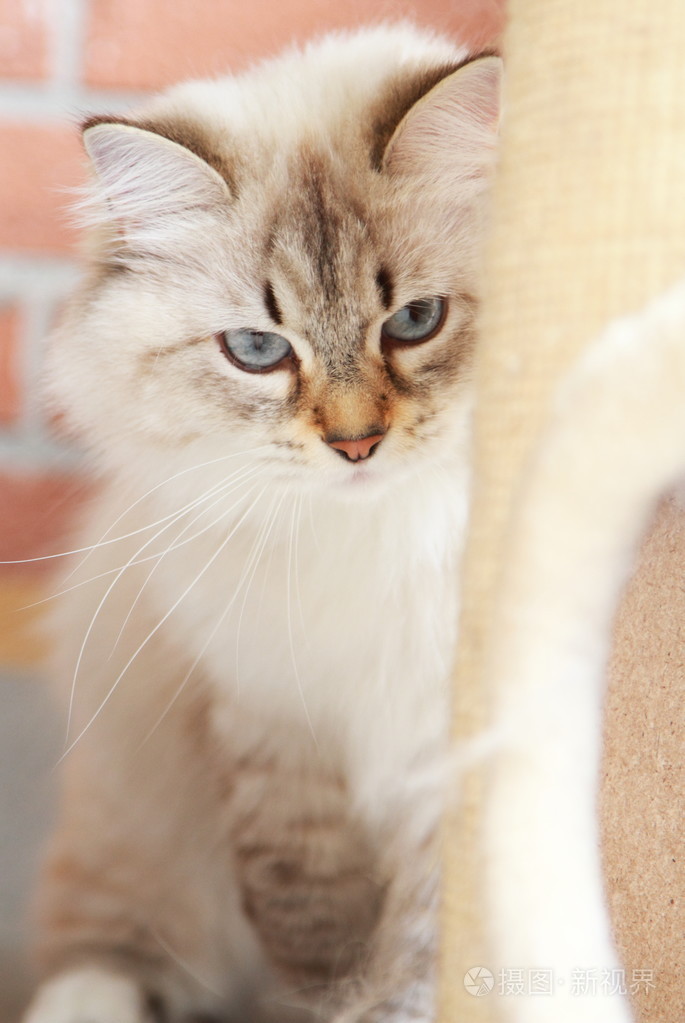 在一年的西伯利亚品种只白色的猫