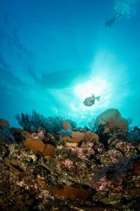 科尔特斯海礁