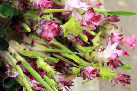 暹罗郁金香花卉市场