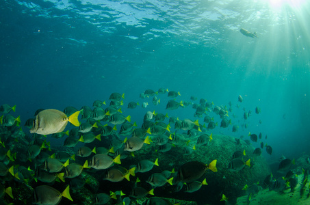海底水泡声图片