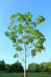 橡胶树