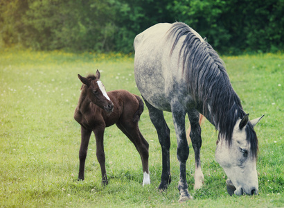 刚出生的婴儿马与母亲在绿色的草地上