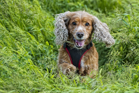 小狗的狗可卡犬肖像