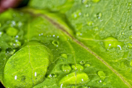 在一片叶子上的雨滴