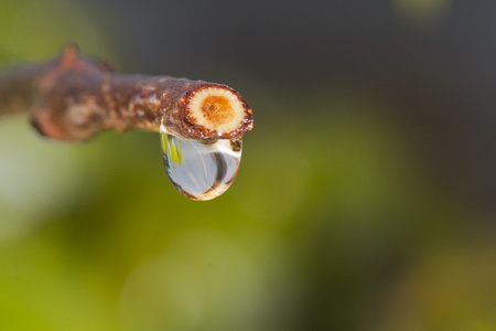 在一片叶子上的雨滴