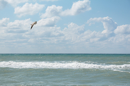 海，海鸥在海