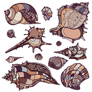 海贝壳集