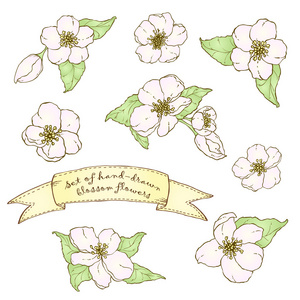 苹果花手绘图片