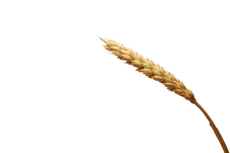 小麦在白色背景上