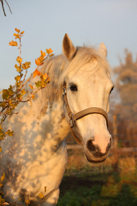 可爱的灰色小马肖像在围场