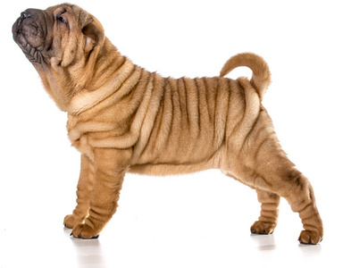 中国 shar pei