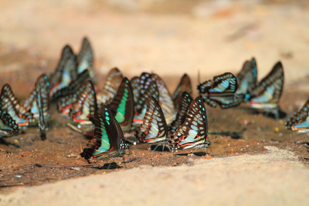 常见杰伊 木兰青凤蝶 和常见蝇 graphium 萨耳珀冬 在泰国