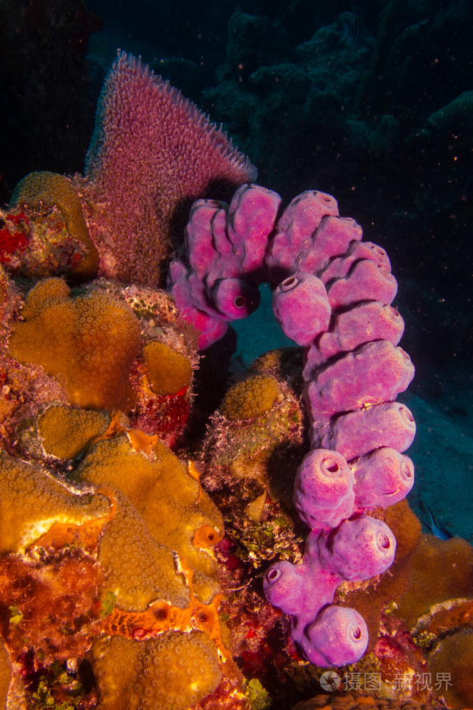 加勒比海珊瑚礁的海绵