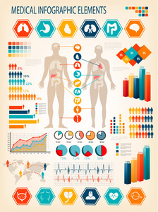 医疗信息图表元素。人体内部器官
