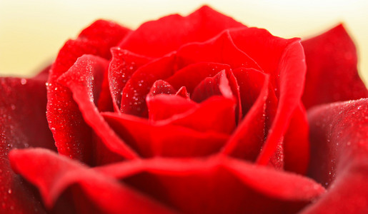 一朵红玫瑰
