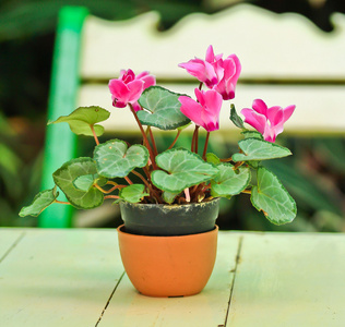 仙客来鲜花