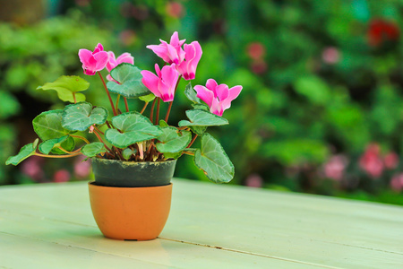 仙客来鲜花