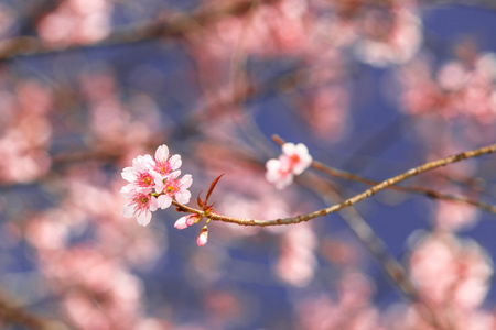 樱花盛开的美丽特写