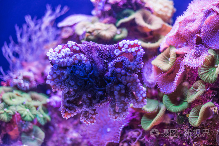 野生的海底世界