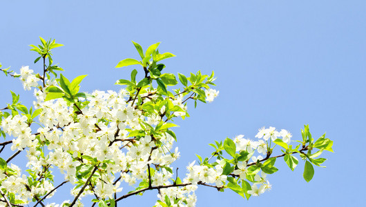 苹果花和蓝蓝的天空