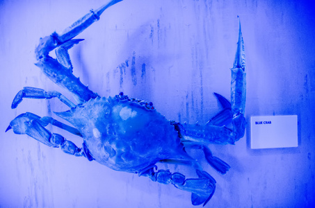 蓝蟹保存显示