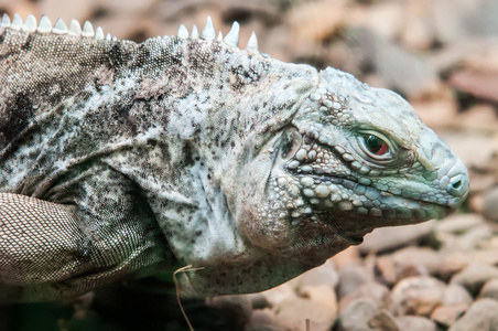 龙 lizzard 肖像特写