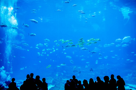 鲸鲨与观察的人在水族馆里游泳