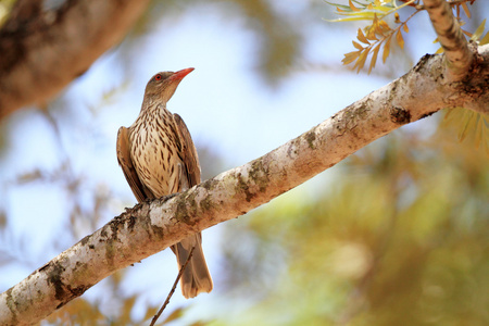 在澳大利亚的橄榄支持黄鹂 oriolus sagittatus