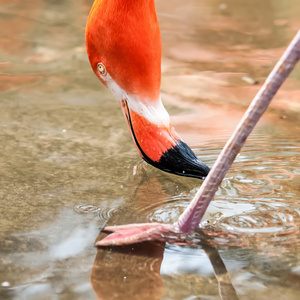 粉红色的火烈鸟在春天的动物园