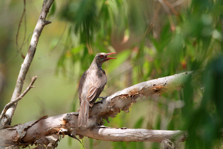 在澳大利亚的橄榄支持黄鹂 oriolus sagittatus