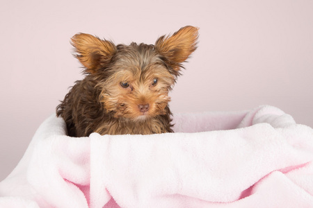 可爱的棕色约克夏犬，在床上的粉红色毯子反对所以
