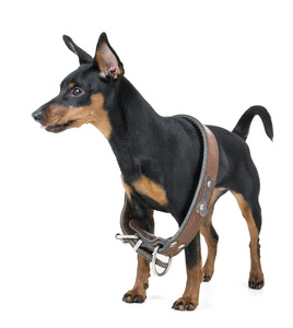 微型 pinscher