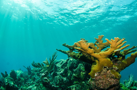 加勒比珊瑚礁