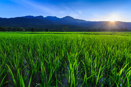 水平稻田图片-水平稻田素材-水平稻田插画-摄图新视界