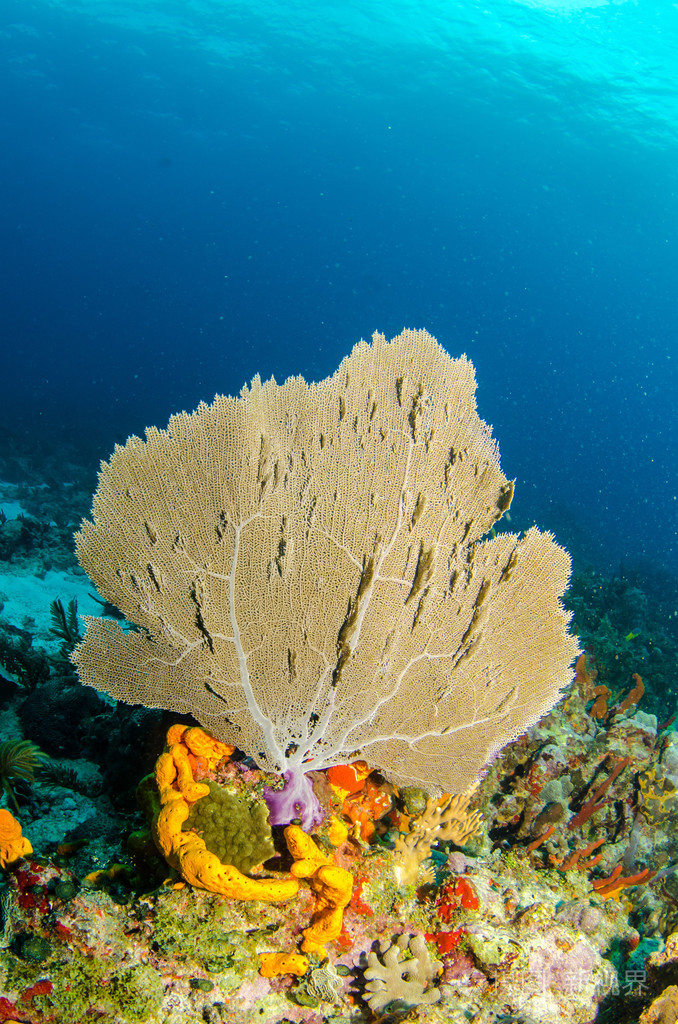 柳珊瑚从加勒比海珊瑚礁