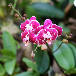 兰花鲜花盛开的花园里