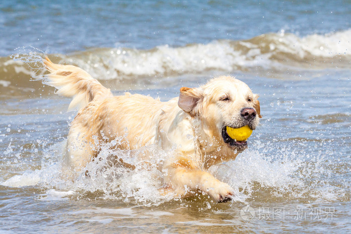 金毛猎犬在海滩