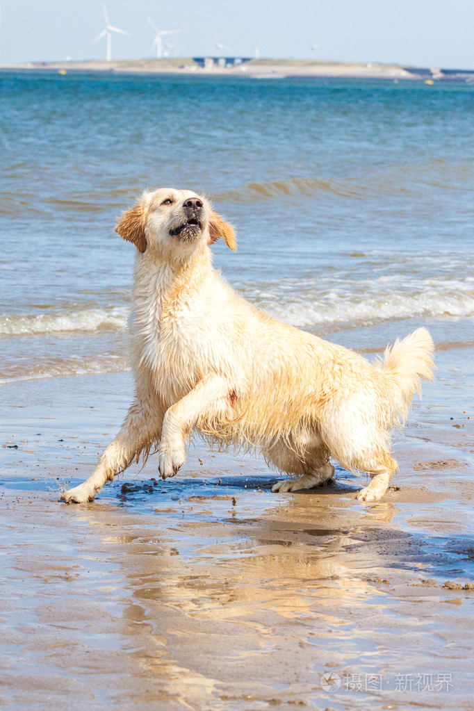 金毛猎犬在海滩
