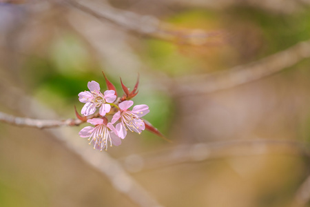 樱花盛开的美丽特写