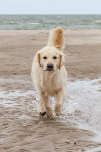 金毛猎犬在海滩