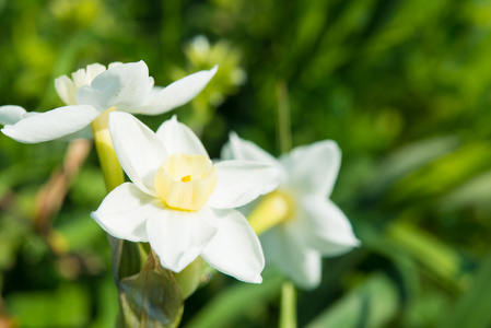 水仙花春天的花朵